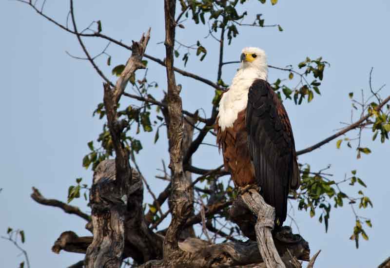 126 - Botswana - aguila pescadora - parque nacional de Chobe